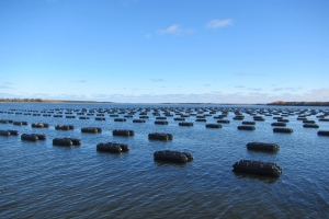 Established off bottom Oyster operation photo